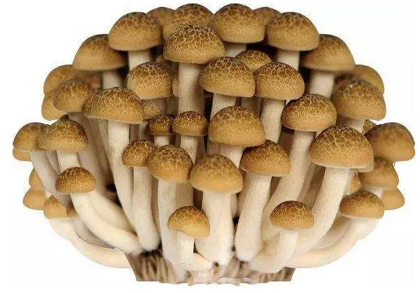 http://www.szgcled.cn/ewebeditor/uploadfile/20170914091421667001.png