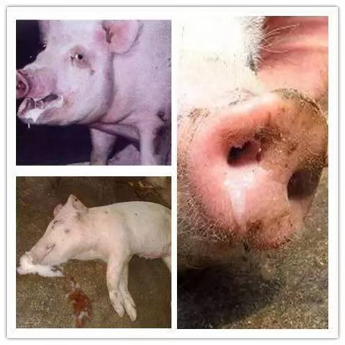 總理帶頭喝“下水道水”，新加坡為何被逼至如此？-