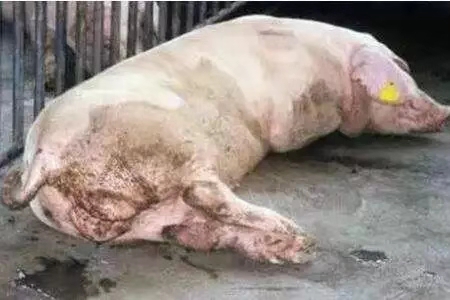 總理帶頭喝“下水道水”，新加坡為何被逼至如此？-